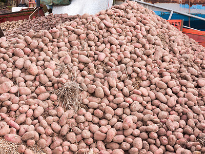 堆摄影照片_在农舍农业外关闭一堆土豆