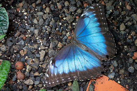 蓝色大闪蝶，Morpho peleides