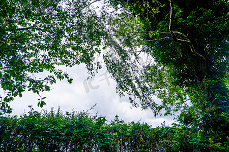 树叶和树枝，背景是多云的天空