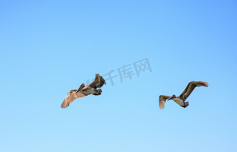 褐鹈鹕 Pelecanus occidentalis 飞越德尔的海洋