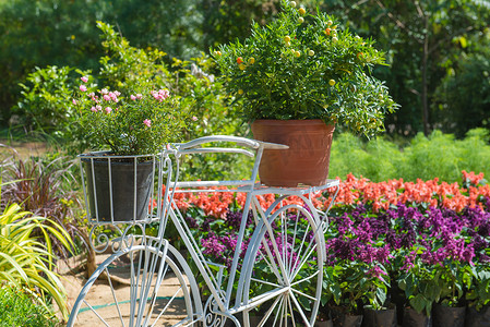 花篮设计摄影照片_花园里装有花篮的自行车模型