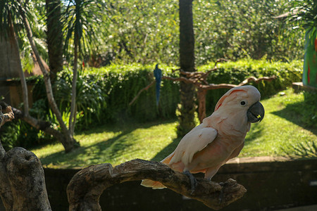 美丽的鲑鱼冠凤头鹦鹉坐在巴厘岛鸟类公园动物园的干树枝上。 
