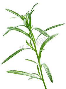 库恩摄影照片_新鲜龙蒿 (Artemisia Dracunculus)