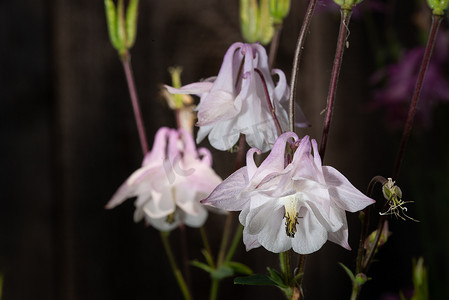 春天中摄影照片_自然背景中的紫色耧斗菜花，特写