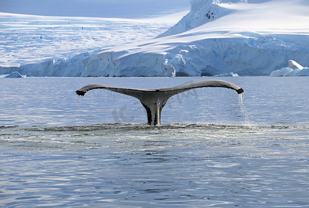 鲸鱼尾巴摄影照片_座头鲸的尾巴