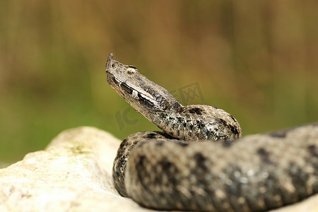 自然生态环境中的雄性欧洲毒蛇