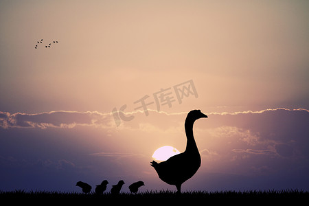 大雁南风摄影照片_夕阳下的鹅与小鸡