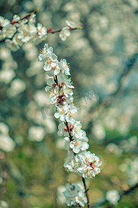 杏花瓣摄影照片_杏树花，柔和的焦点。