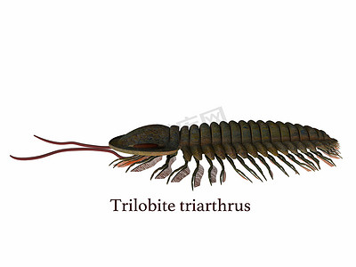 伯吉斯页岩摄影照片_带字体的三叶虫 triarthrus