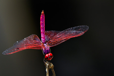 红色蜻蜓摄影照片_蜻蜓 (Trithemis 极光) 在自然背景上的图像。