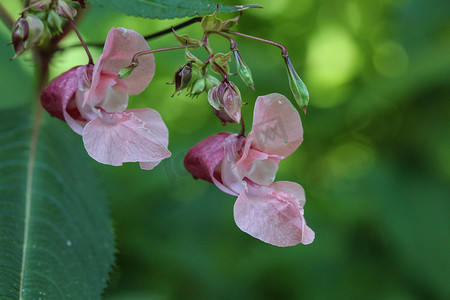 凤仙花 (Impatiens glandulifera) 花，常用名警察头盔、鲍比上衣、铜上衣、侏儒帽架和喜马拉雅香脂