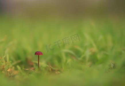 田野里的极简主义单蘑菇