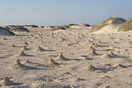 招潮蟹在海滩上形成的沙丘和土墩