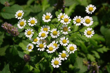 有很多小雏菊花的分支，有白色花瓣和黄色核心