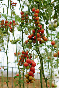 大红色彩带摄影照片_安全菜园，大叻番茄园