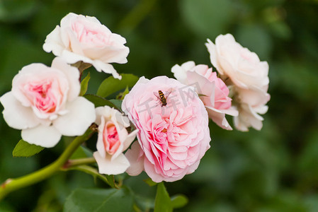 卫背景摄影照片_自然的夏季背景与大卫奥斯汀粉红玫瑰。
