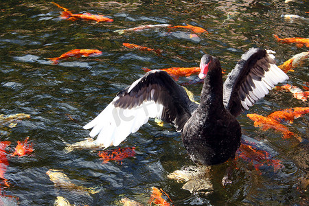 几条锦鲤在一只黑天鹅周围游来游去