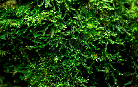 死树上茂密的苔藓覆盖的宏观拍摄细节。