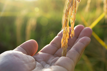 早上，男人的手在稻田里抚摸着稻米。