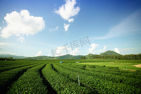 农村山丘摄影照片_茶山