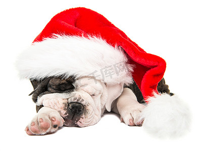 戴着圣诞帽的可爱睡着的英国斗牛犬小狗