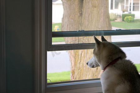 下雨狗摄影照片_狗望着窗外，等待他的主人回家