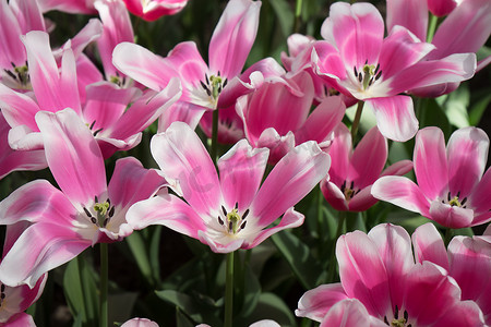 欧洲荷兰利瑟花园中的粉红色郁金香花