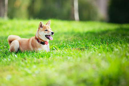 年轻的柴犬