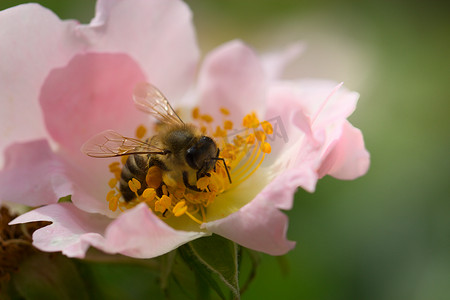 玫瑰花上蜜蜂的宏指令。