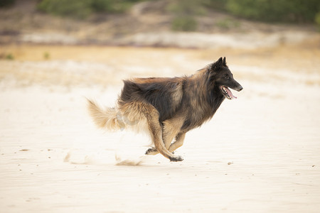 狗，比利时牧羊犬 Tervuren，在沙子中奔跑