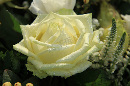 带露珠的白玫瑰
