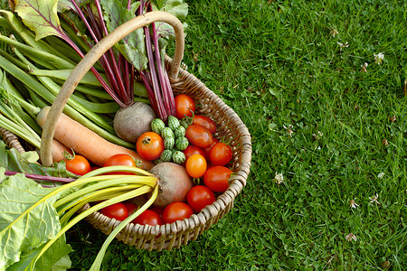 质朴的篮子里装满了分配地的新鲜蔬菜