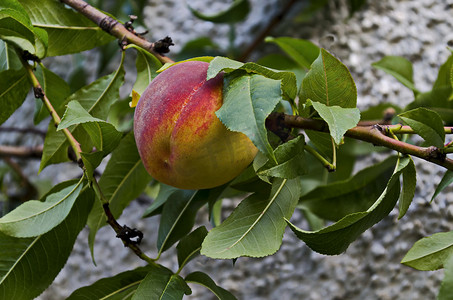 桃树枝或桃树，单成熟果实，推荐作为背景，Zavet