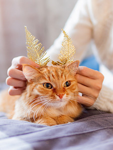 可爱的姜黄色猫，有着由装饰性羽毛制成的亮金色耳朵。