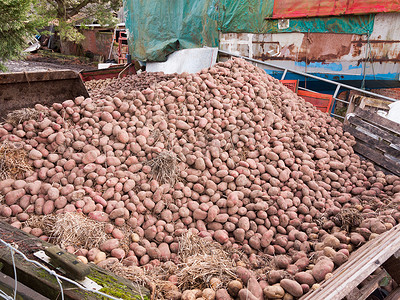 在农舍农业外关闭一堆土豆