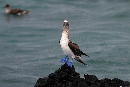 加拉帕戈斯群岛摄影照片_蓝脚鲣鸟，sula nebouxii，加拉帕戈斯