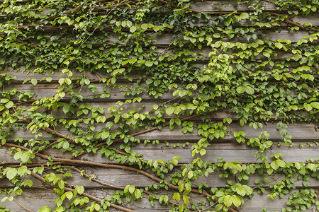老房子上的常春藤，旧木墙上的绿叶