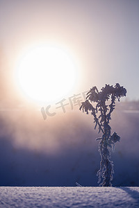 冬季雾蒙蒙的早晨，冻干植物在艺术极简主义的曲调中有选择地聚焦