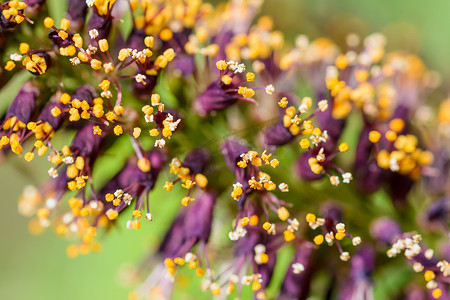 魔芋花摄影照片_Amorpha Fruticosa 花的宏观