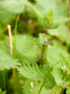 一只蜘蛛在它的网上全视图，并用树叶聚焦细节