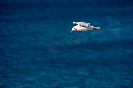 清澈湛蓝的大海上张开翅膀的单只海鸥飞鸟