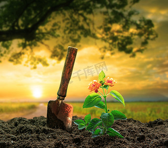 土壤阳光摄影照片_花卉植物和园艺工具在 g 中对抗美丽的阳光