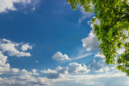 天空的背景与云彩和枫树枝