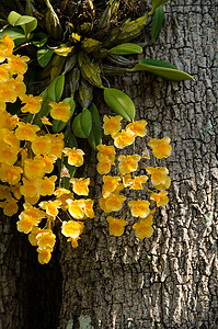波林摄影照片_林德利的石斛是美丽的花，呈黄色