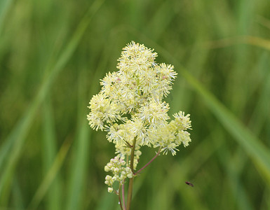 Thalictrum flavum，以通用名称普通草地芸香和黄色草地芸香而闻名。