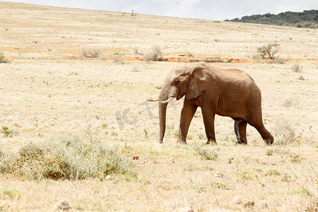 只是一头快乐的非洲丛林大象