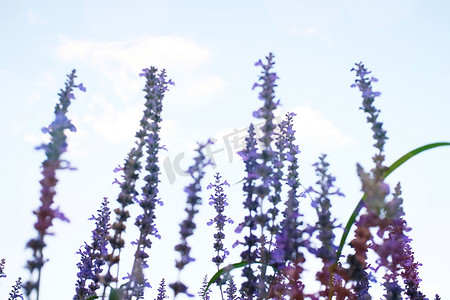 美丽的紫罗兰色薰衣草花与蓝天背景。