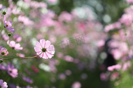 宇宙紫色摄影照片_柔和的粉红色散景背景的精致粉红色宇宙花后景花园