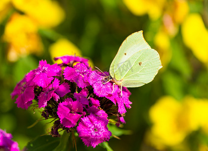 美目摄影照片_粉红色花朵上的硫磺蝴蝶