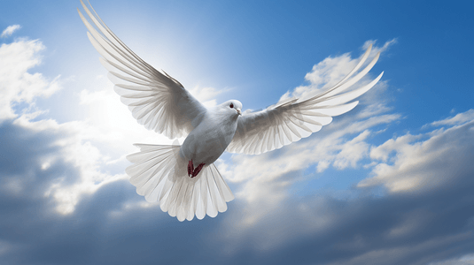 天空中飞翔的白色小鸟